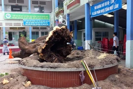 Đốn hạ cây xanh: Phải theo quy trình