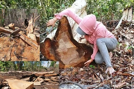 ‘Đại công xưởng’ phá rừng ở Gia Lai