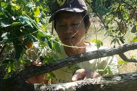 Công an trả lời vụ vườn bơ chết hàng loạt