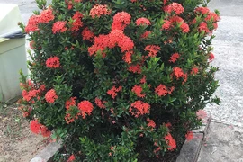 Kéo nhau ra tòa vì gãy nhánh cây kiểng