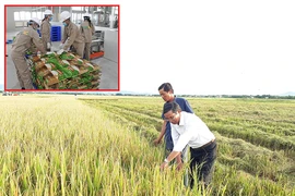 Gạo Việt Nam thẳng tiến vào châu Âu