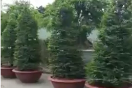 Làm rõ vụ ‘tố UBND xã mượn cây kiểng không trả’