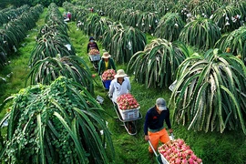 Từ chuyện thanh long Việt Nam bị Thái Lan trả lại