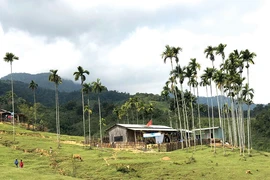 Một ngày trên đỉnh núi thiêng Ngọc Linh