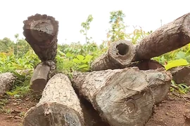 Video: Khám nghiệm hiện trường, điều tra vụ khai thác gỗ trái phép ở Đắk Lắk