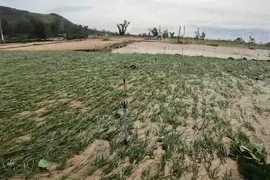 Video: Nông dân Lý Sơn thiệt hại 70ha hành vụ Hè Thu