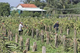 Video: Giá cả thấp, người dân Long An bỏ hàng ngàn hecta thanh long