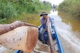 Thủ phủ ong rừng U Minh Hạ
