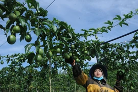 Mùi nhiệt đới