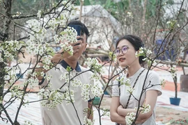Người dân Hà Nội chơi hoa lê rừng sau tết