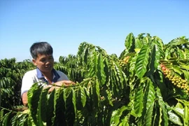 Agribank chủ lực đầu tư nguồn vốn tái canh cây cà phê 