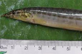 Cá dài hơn 16 cm kẹt trong cổ họng
