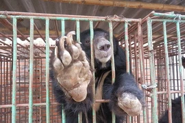 Báo Anh 'lên án' trang trại mật gấu tại Việt Nam