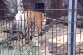 Đi sở thú, bị hổ 'đánh dấu lãnh thổ' tung tóe trên người