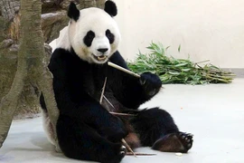 Gấu trúc giả bộ mang thai để được cưng chiều