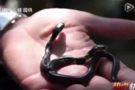 Clip rắn hai đầu mới sinh đến công viên Trung Quốc