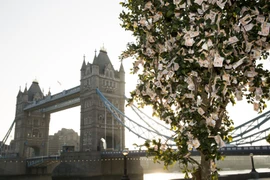 Vì sao cây xanh ở London trị giá đến 204.000 tỉ đồng?