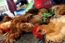 Trung Quốc: Một phụ nữ chết do nhiễm cúm gia cầm H5N6