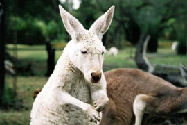 Dùng kangaroo 'đánh bom tự sát', thiếu niên Úc bị bắt giữ