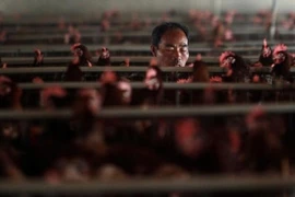 Trung Quốc khẩn cấp đóng cửa chợ gia cầm vì H7N9