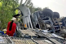 Hàng tấn cam đổ xuống ruộng, người dân chung tay nhặt giúp 