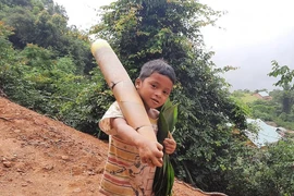 Người dân Trà My hái gần 10 tấn rau rừng gửi vùng dịch Đà Nẵng
