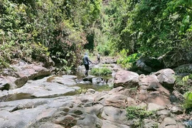 Người đàn ông kiệt sức chết trong rừng