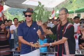 ‘Chuyên gia’ chỉ cách nhận dạng sâm Ngọc Linh. Ảnh: TN