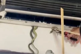 Bất ngờ phát hiện 7 con rắn bên trong máy điều hoà