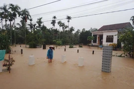Mưa lũ làm 725 nhà ngập, gần 16.000ha lúa ở Quảng Nam nguy cơ mất trắng