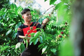 Giám đốc người Ê Đê gọi vốn 5 tỉ đồng phát triển cà phê rang khói