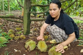 Đắk Lắk: Nhiều người trắng tay vì bị kẻ xấu phá hoại sầu riêng