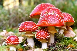 Ăn nấm độc, gia đình 6 người phải nhập viện cấp cứu