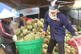 Không cấp điện cho các nhà kho, xưởng sầu riêng xây trái phép 
