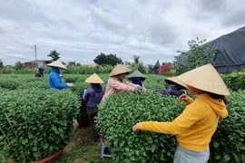 Người trồng hoa ở Buôn Ma Thuột lo lắng vì vắng thương lái 