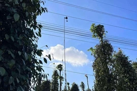 Vào rẫy lắp camera, 2 vợ chồng bị điện giật tử vong