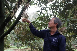 Người trồng sầu riêng ở Đắk Lắk vẫn còn nhiều nỗi lo