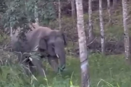 Nghi voi rừng quật chết người, nhiều đơn vị vào cuộc