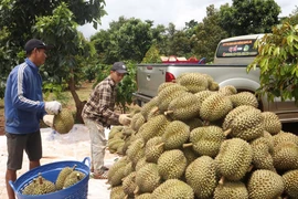 Lý do hàng loạt kho sầu riêng ở Đắk Lắk đóng cửa, ngừng thu mua 