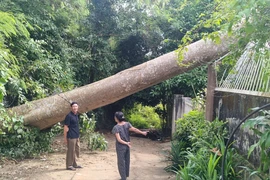 Cổ thụ ở phường Tân Lập bật gốc, đè sập nhà dân ở phường Buôn Ma Thuột