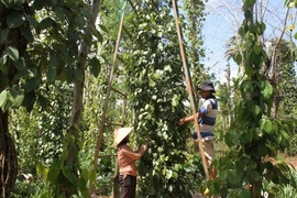 Hồ tiêu chín rụng đầy gốc, chủ vườn 'đỏ mắt' tìm nhân công