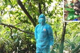 Bị chó nghi mắc bệnh dại cắn, người đàn ông tự điều trị bằng thuốc nam