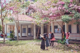 Đại học Cần thơ đẹp mê mẩn bên những hàng cây