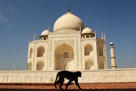  Ấn Độ: Trang bị ná cao su bảo vệ ông Trump thăm đền Taj Mahal