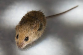 Ngoài COVID-19, ‘Trung-Ấn cần hợp tác ngăn chặn hantavirus'