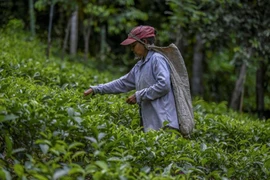 Sri Lanka cấm phân bón nhiễm vi khuẩn có hại của Trung Quốc