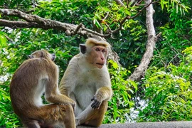 Sri Lanka đang cân nhắc xuất khẩu 10.000 con khỉ macaque cho Trung Quốc. Ảnh: SHUTTERSTOCK