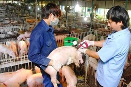 Tiêu hủy hơn 1.400 con heo bị lở mồm long móng
