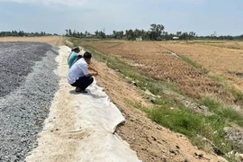 Lúa chết cạnh cao tốc Cần Thơ - Cà Mau không liên quan đến sử dụng cát biển