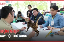 Video: Hàng trăm chó, mèo tham gia ngày hội thú cưng ở TP.HCM